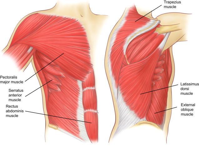 INTRODUCTION TO THORACIC muscles The muscles of the thoracic wall, together with the (axial Skelton) muscles extend from the thoracic cage to the bones of the upper limb (appendicular skeleton) and