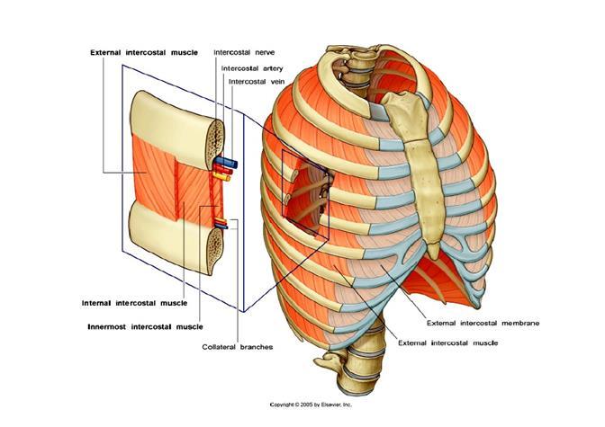 Intercostal muscles con t As stated above, there are three layers of intercostal muscles: External intercostal muscle, Internal intercostal