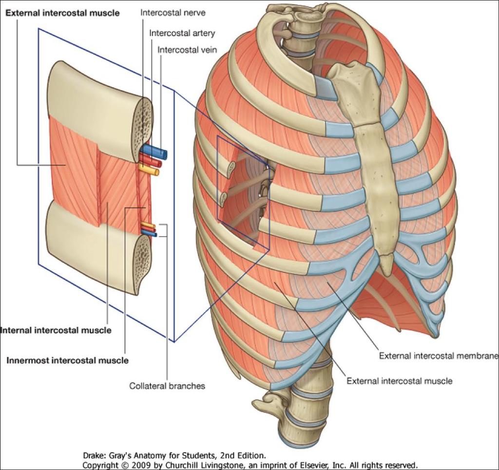 External intercostal muscle The eleven pairs of external intercostal muscles forms the most superficial of the muscular layers of intercostal spaces.