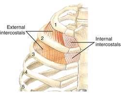 External intercostal muscle con t In front, after reaching the costochondral junction, the muscle is replaced by a