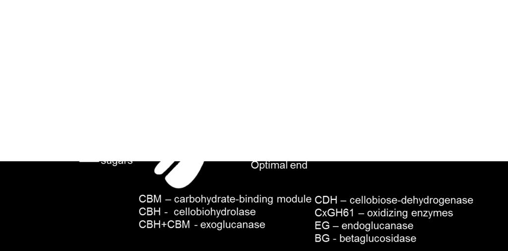 cellobiohydrolases(cbh), and β-glucosidase(bg) as major components. In enzymatic hydrolysis, these individual component acts synergistically on the insoluble cellulose, as indicated in Fig.I-3.