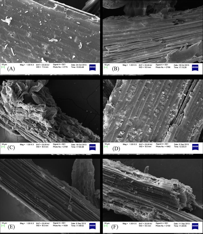 Figure III-3 SEM images of corn stover and switchgrass pretreated at 160 C for 1 hour (A). untreated corn stover. (B). SAA pretreated corn stover w/o polydadmac. (C).