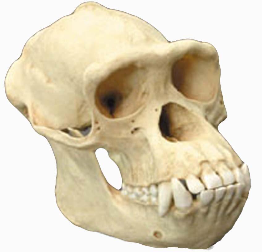 afarensis human male neanderthal Character