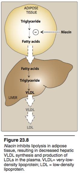 Mechanism of action At gram doses, niacin strongly inhibits lipolysis in adipose tissue, thereby reducing production of free fatty acids (Figure 23.8).