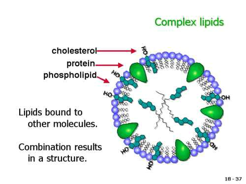 Plasma lipids consist mostly of lipoproteins Spherical complexes of lipids and specific proteins (apolipoproteins).