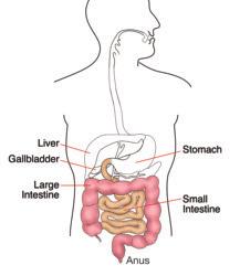 The gastrointestinal (GI) system When you chew your food and swallow it, the food goes down your esophagus into your stomach.
