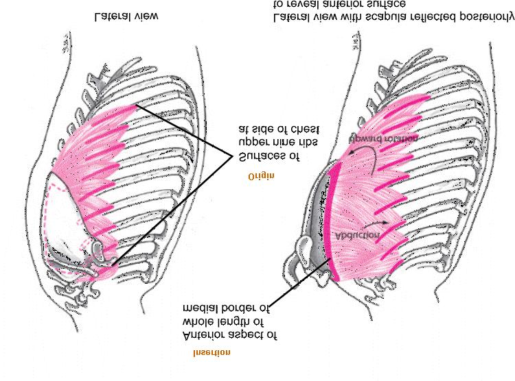 Serratus Anterior Muscle Abduction (protraction): draws medial border of scapula away from vertebrae Upward rotation: longer, lower fibers tend to draw inferior