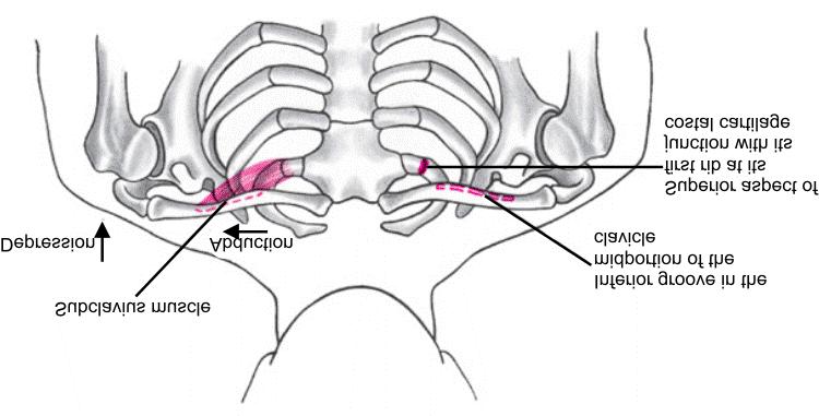 Subclavius Muscle Stabilization and protection of sternoclavicular joint Depression
