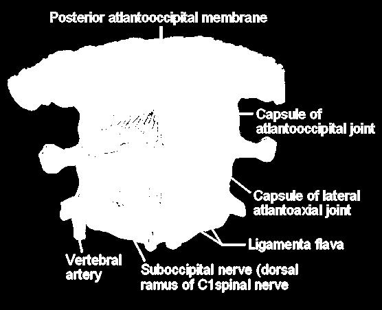 External Craniocervical