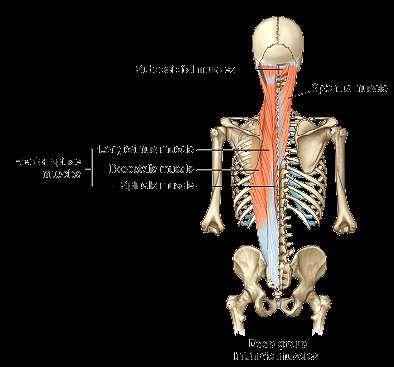 Overview of Back Muscles extrinsic back