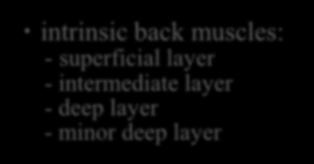 levator muscle of scapula - rhomboideus -