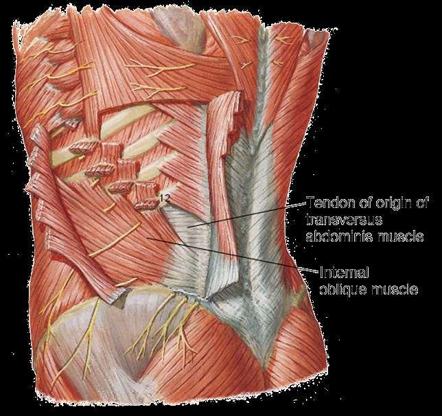 posterior margin of internal oblique m.