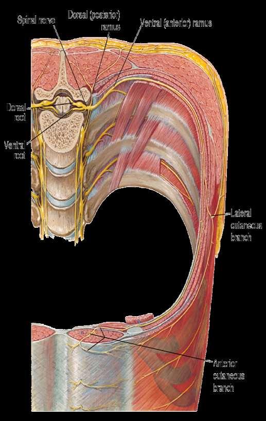 anterior rami of spinal nevers