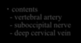vertebral artery -