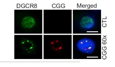 Sequestration of DROSHA and DGCR8 by Expanded CGG RNA Repeats Alters MicroRNA Processing in Fragile