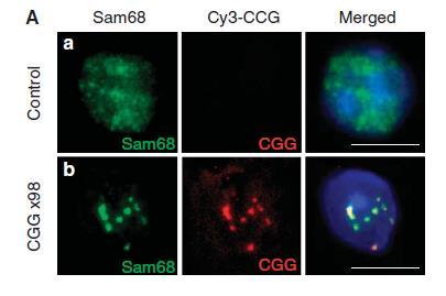 Sam68 co-localizes with expanded CGG RNA CGG(98)