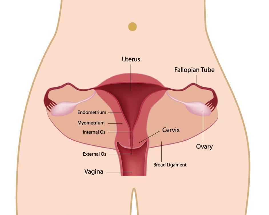 These pre-cancerous phases cause changes in the cervix known as Cervical Intraepithelial Neoplasia (CIN) and can develop to cancer if left untreated. Who is at risk?