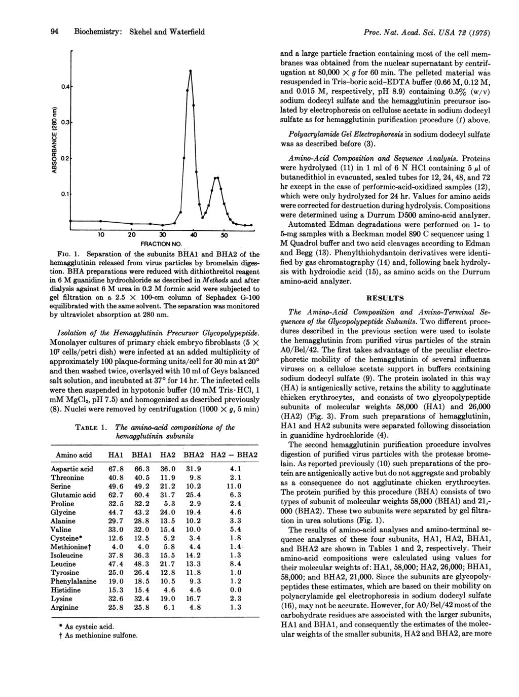 94 Biochemistry: Skehel and Waterfield C 8 0.3 - co0. CD) 0.1 10 20 30 40 50 FRACTION NO. FIG. 1. Separation of the subunits BHA1 and BHA2 of the hemagglutinin released from virus particles by bromelain digestion.