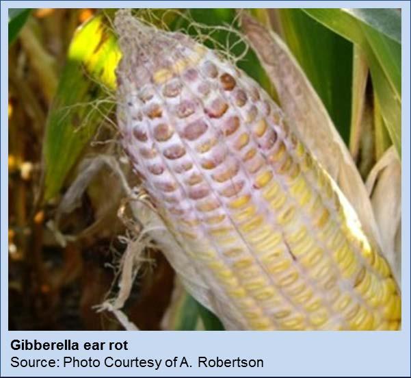 Cooler and wetter-than-average conditions during grain fill meant we were on the lookout for Gibberella ear rot in 2015 corn Pathogen Fusarium