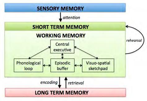 Baddely s Model of Working Memory 1. central executive, the master controller which focuses our attention; 2.