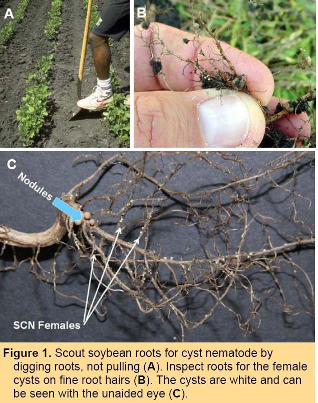 Dig It Gently obtain roots How to Check Roots Look for small white lemon-shaped cysts
