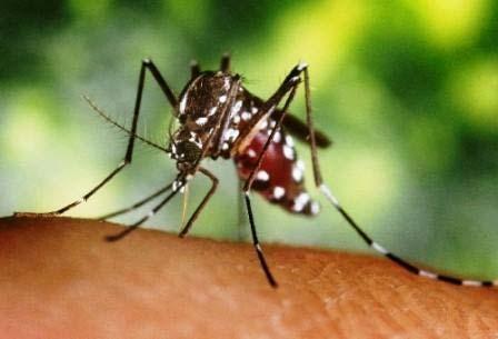 Chikungunya Outbreak 2014 Chikungunya is a viral disease first found in Tanzania in 1952 Symptoms similar to dengue virus As of January 2015: 34 countries infected in
