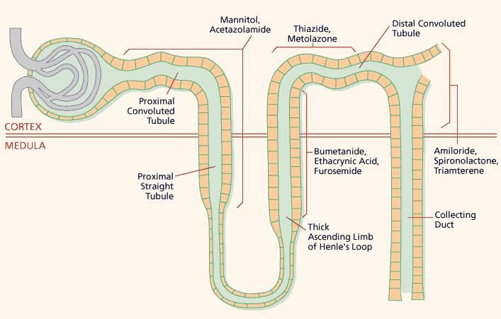DIURETICS A diuretic is any substance that promotes diuresis, that is, the increased production of urine. This includes forced diuresis. There are several categories of diuretics.