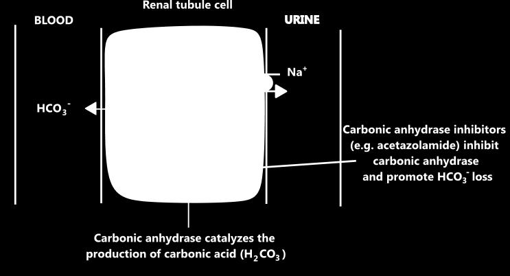 CARBONIC ANHYDRASE INHIBITORS Carbonic anhydrase inhibitors cause increased excretion of bicarbonate with accompanying sodium, potassium and water, resulting in an increased flow of alkaline urine.