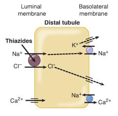 THIAZIDES and THIAZIDE-LIKE DIURETICS Thiazide-type diuretics act on the distal convoluted tubule and inhibit the sodiumchloride symporter leading to a retention of water in the urine, as water