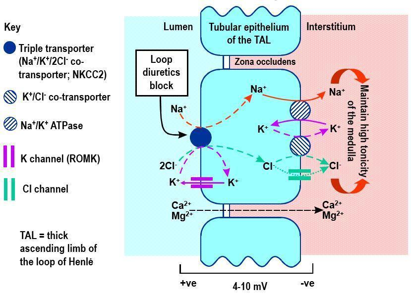 LOOP DIURETICS These drugs inhibit the Na-K-2Cl symporter in the medullary thick ascending limb.
