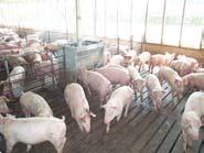 Effect of DDGS Level on Final BW () Feeding New Generation DDGS to Grow-Finish Pigs Body weight, kg 25 2 15 1 5 SE = 1.
