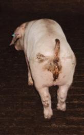 Proliferative enteritis Pigs with dark red-black diarrhea feces The farmer may find a dead pig with dark red-black diarrhea Transmission & Virulence Factors Transmission The source of infection has