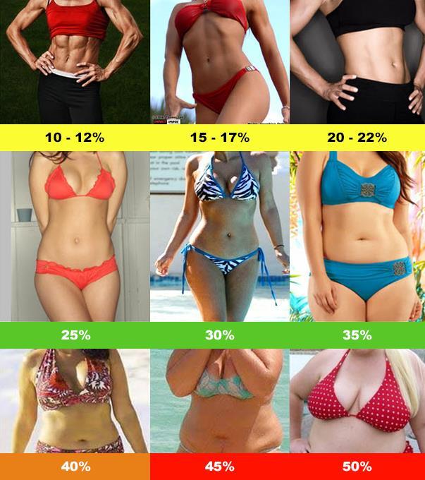 Female Body Fat % Female Body Fat % Optimum Low Normal