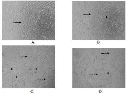 Observations were made under inverted microscope (a) Cells control; (B) Combination of AEE-CEE-Doxorubicin 1/12 IC50; (C) The combination of doxorubicin AEE-CEE- IC50 1/6; (D) A combination of