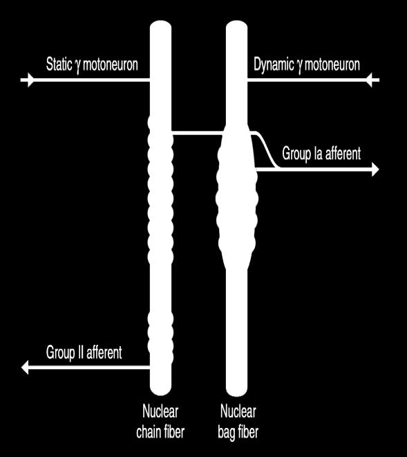 (Motor Efferent fibres to muscle spindle) -Gamma motor neurons >>>>gamma efferent>>>>> to the peripheral contractile parts of the intrafusal muscle fibres, of two types: 1-Plate endings / end mainly