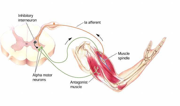 Impulses from stretched muscle>>>> SC to cause:- 1-stimulate the motor neurons of the stimulated muscle to cotract ( by glutamate) 2- send collaterals >>>> inhibitory interneurons