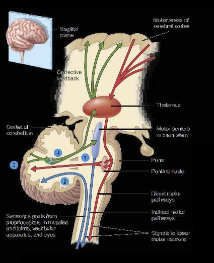 CONSCIOUS AWARENESS Axon collaterals of the muscle spindle sensory neuron also relay nerve impulses to the brain over specific ascending pathways.