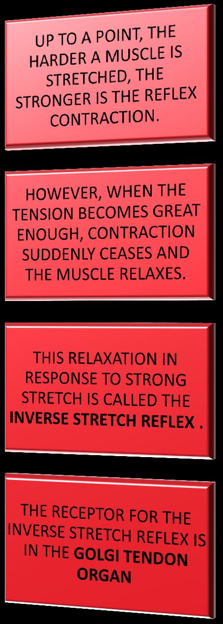5 EFFECTOR (muscle attached to same tendon) relaxes and relieves excess tension 4 MOTOR NEURON