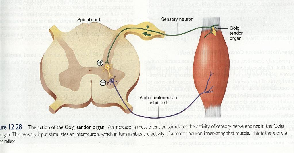 The Golgi tendon reflex
