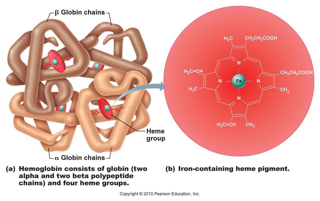 Hemoglobin 2 alpha chains/2 beta chains 4 heme groups 4