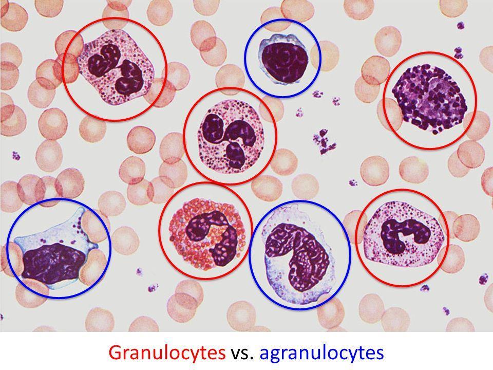 2 Classes of Leukocytes (WBCs) 1. Granulocytes.
