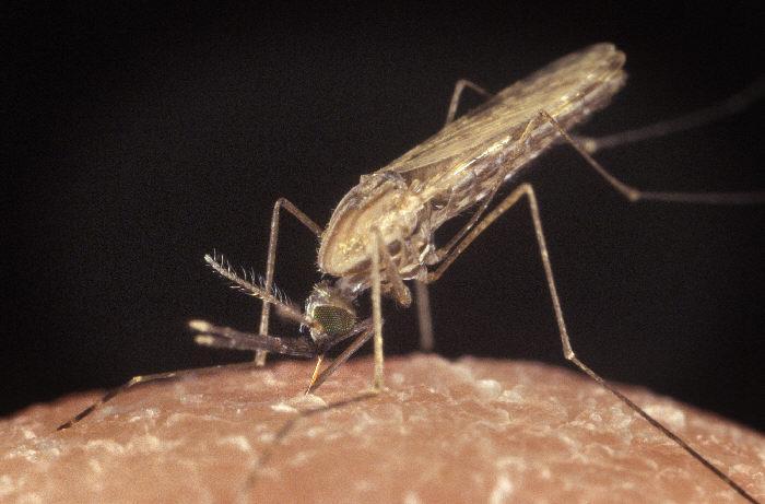 Mosquito saliva contains an enzyme called apyrase.