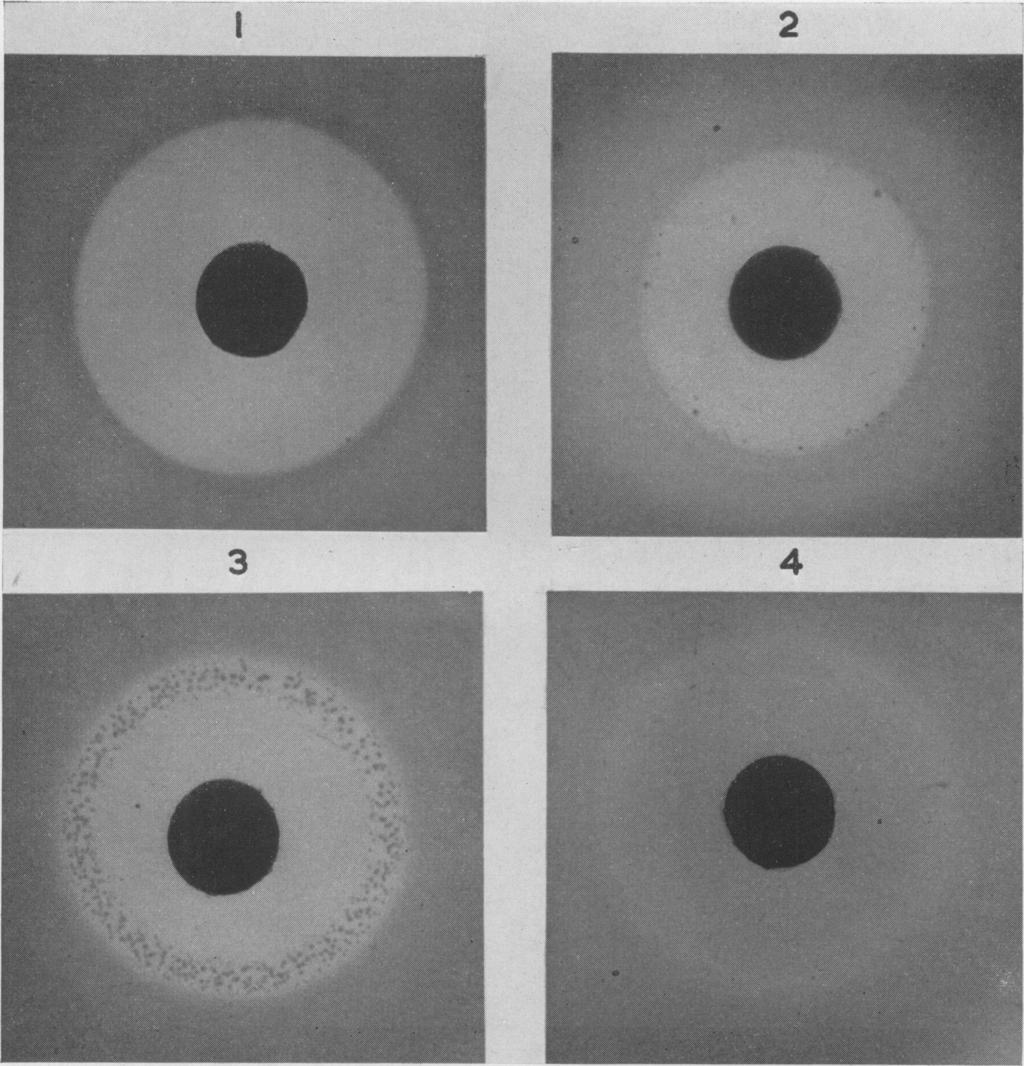 I 2 3 4 A..II I I I FIG. 1.Disc sensitivity tests with methicillin. Each disc contains 10,ug. methicillin. (1) methicillinsensitive culture, (2), (3) and (4) resistant cultures (see text).
