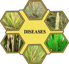 Yellow Rice Disease: It is a complex of disorders first recognized in Japan. The species of Penicillia associated with yellow rice disease is P.