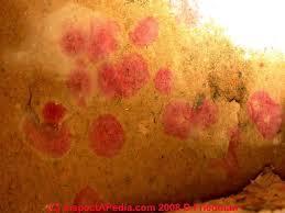 Red-mould disease: This mould disease involves nausea, vomiting and diarrhea.