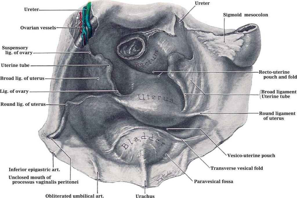 Viscero-fascial layer - Combination of pelvic viscera and endopelvic fascia - Attaches and suspends the pelvic organs to the pelvis wall (Ricci and Thom 1954; Ulhenhuts and Nolley