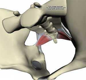 Sacrospinous ligament and coccygeal
