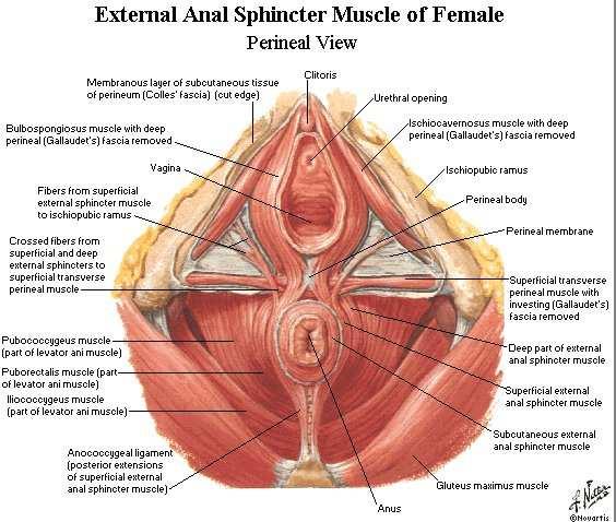 Perineal membrane and external genital