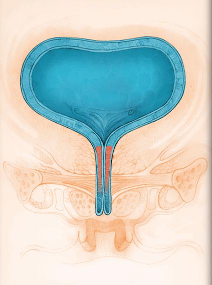 Bladder emptying requires A coordinated contraction by the bladder smooth musculature of adequate magnitude and duration