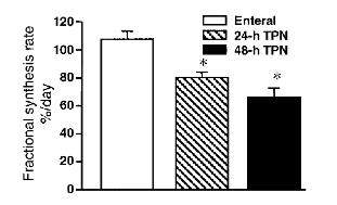 Protein fractional synthesis rate in jejunum of